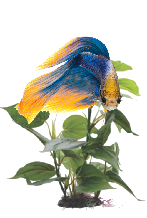 Betta Fish Shop